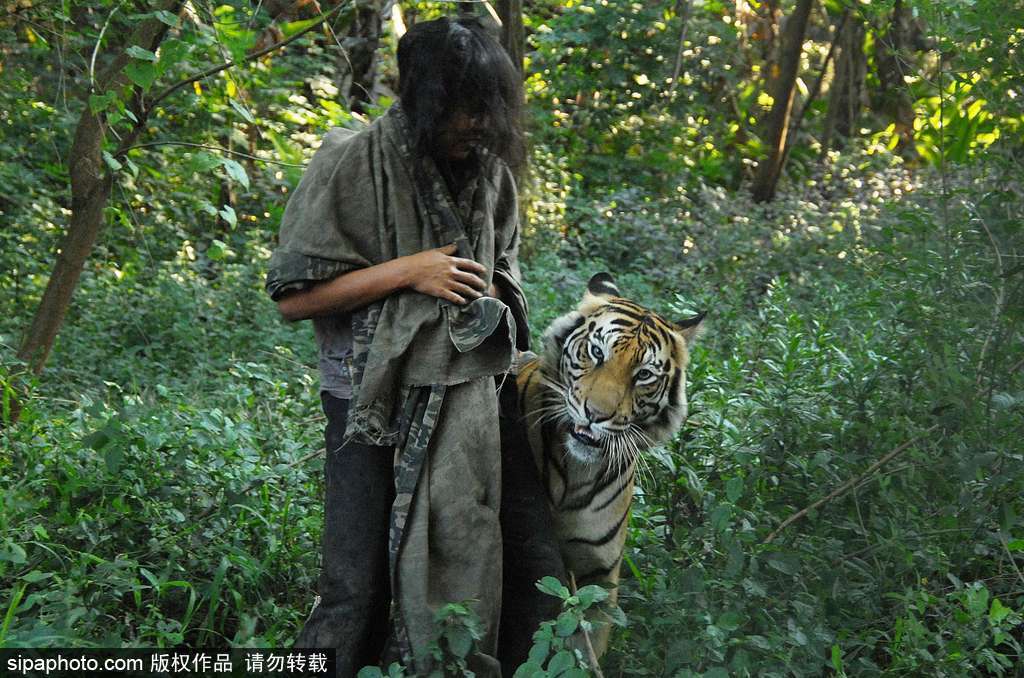 人與自然相處模式 印尼男子養(yǎng)老虎親密無間