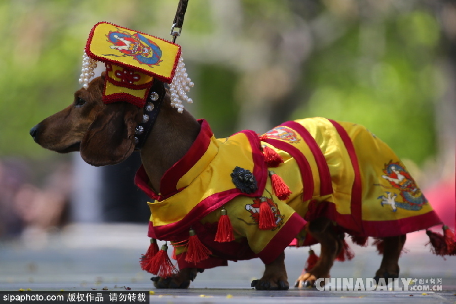 俄羅斯舉行臘腸犬游行活動(dòng) 可愛狗狗上演“時(shí)裝秀”