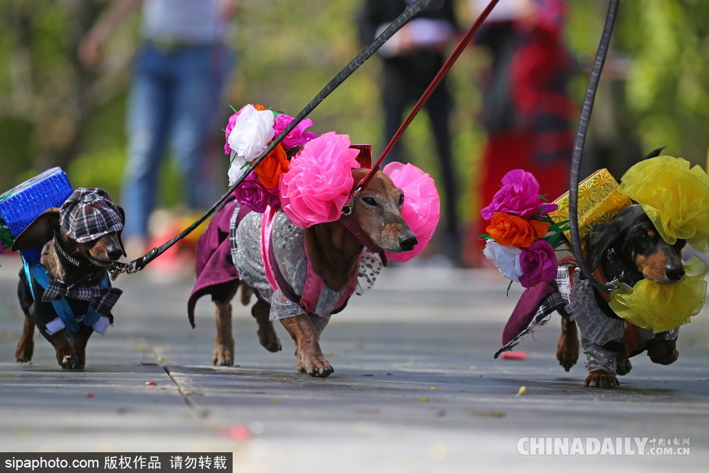 俄羅斯舉行臘腸犬游行活動 可愛狗狗上演“時裝秀”