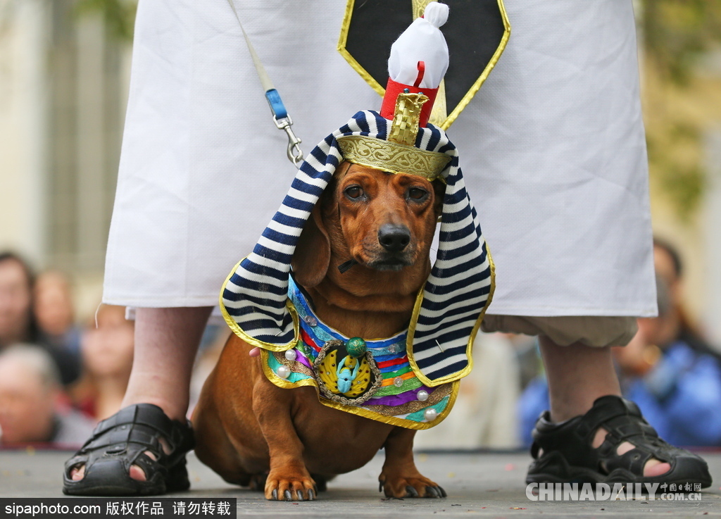 俄羅斯舉行臘腸犬游行活動 可愛狗狗上演“時裝秀”