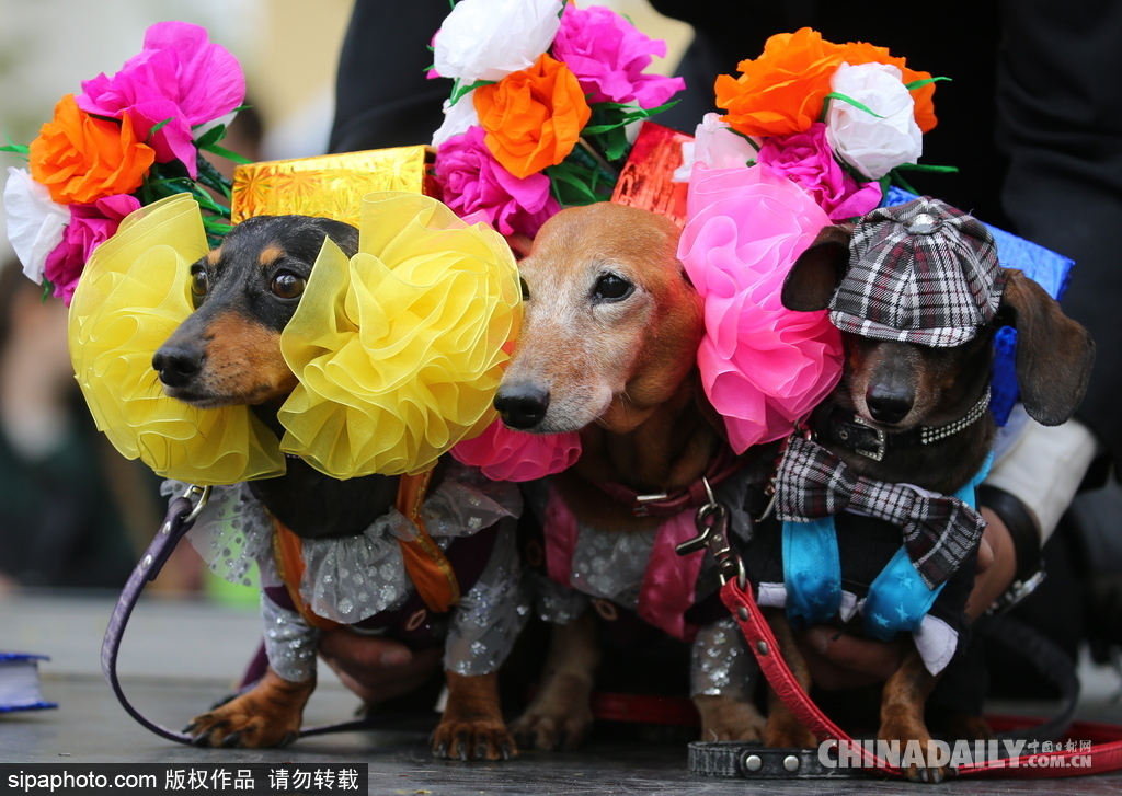 俄羅斯舉行臘腸犬游行活動 可愛狗狗上演“時裝秀”