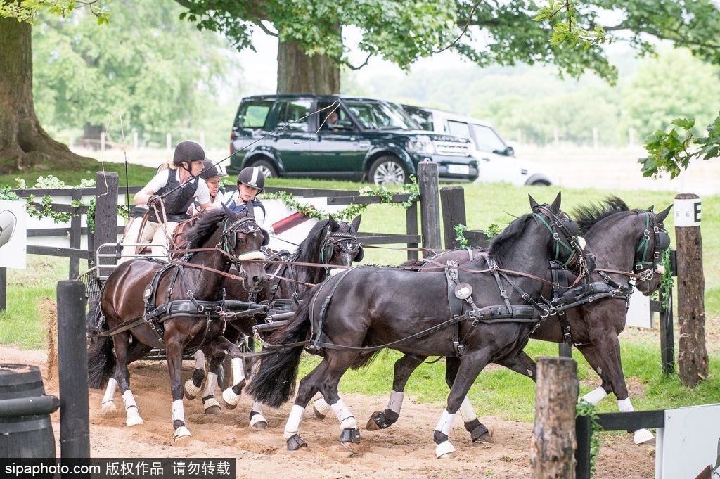 英國(guó)霍普頓四輪馬車(chē)賽激烈上演 菲利普親王坐車(chē)中悠閑觀賽