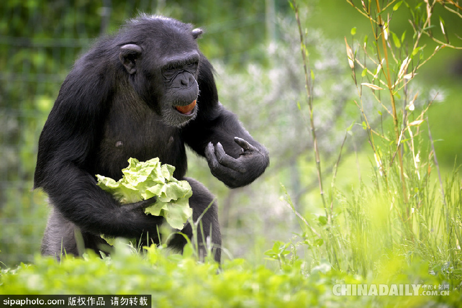 能耐了！捷克動物園黑猩猩直立行走采摘食物有模有樣