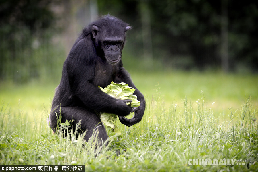 能耐了！捷克動物園黑猩猩直立行走采摘食物有模有樣