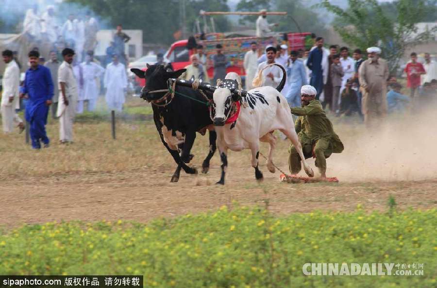 巴基斯坦舉行耕牛犁地大賽 場面激烈