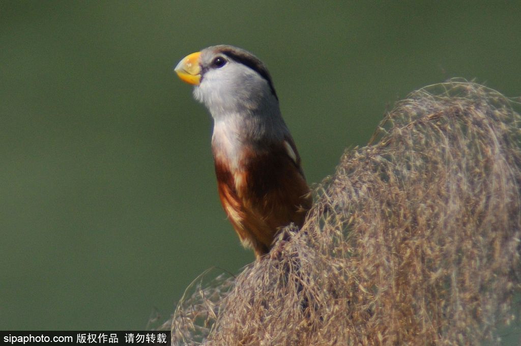 活化石“鳥(niǎo)中熊貓”——震旦鴉雀 落戶青島入海口濕地