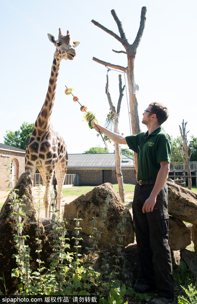 倫敦動物園長頸鹿吃巨型蔬菜串 可愛呆萌