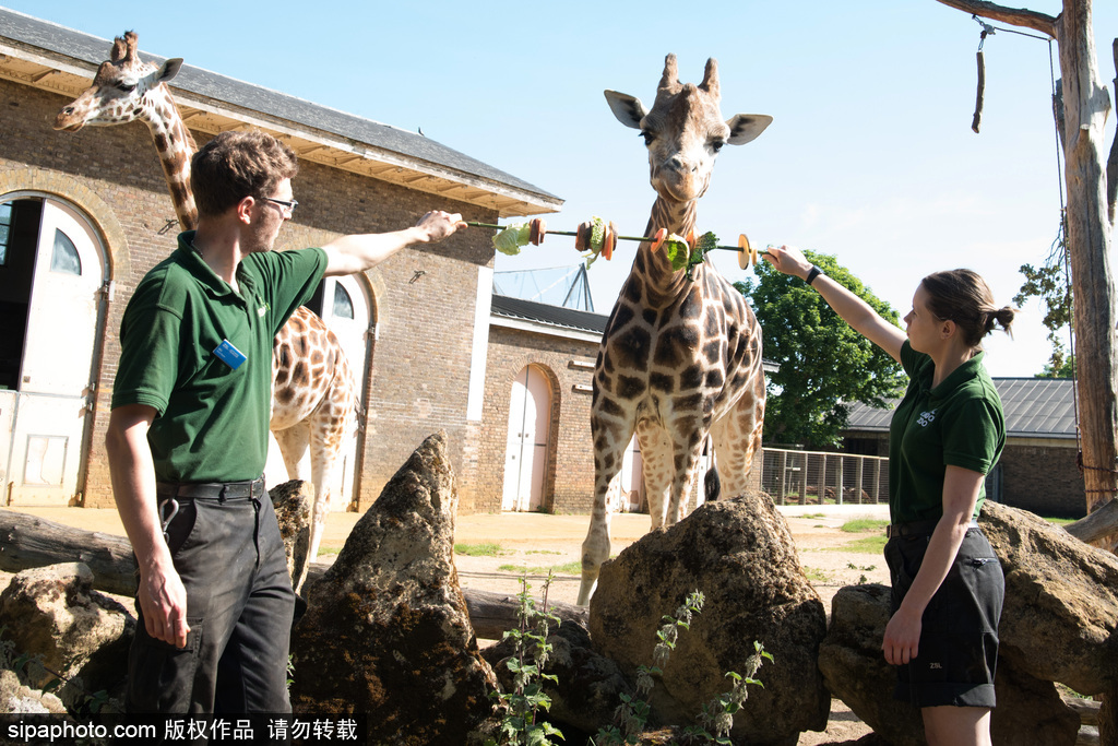 倫敦動物園長頸鹿吃巨型蔬菜串 可愛呆萌