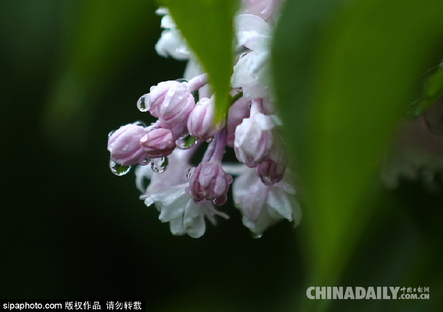 俄羅斯莫斯科街頭丁香花盛開(kāi) 清新淡雅