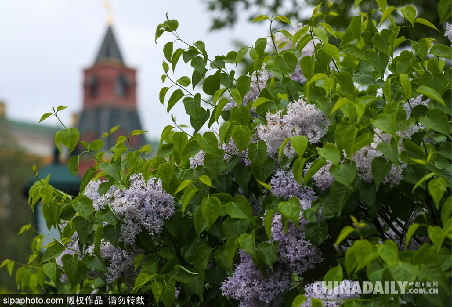 俄羅斯莫斯科街頭丁香花盛開 清新淡雅