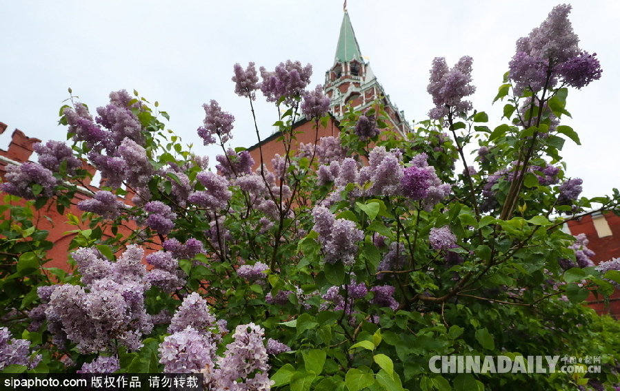 俄羅斯莫斯科街頭丁香花盛開 清新淡雅