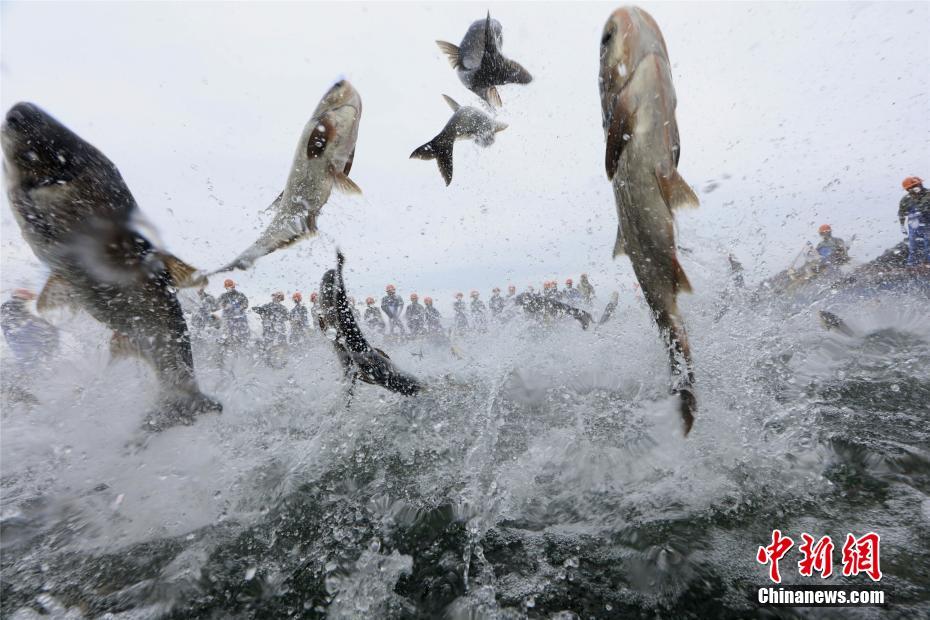 浙江千島湖再現“巨網捕魚” 萬魚起躍堪稱盛景