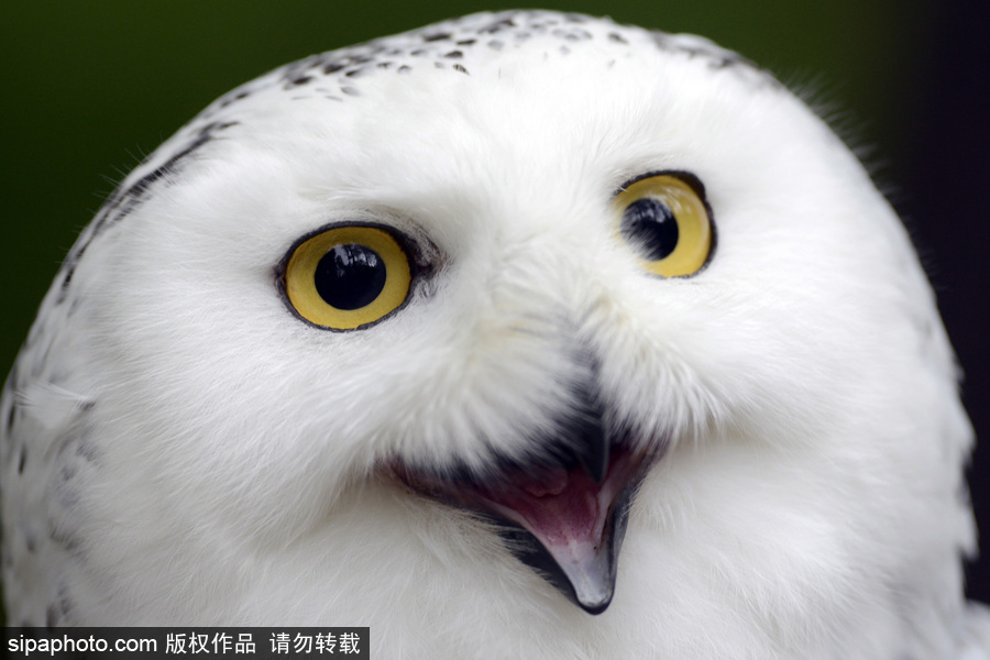 天生愛笑 捷克動(dòng)物園里的雪鸮“笑瞇瞇”呆萌可愛