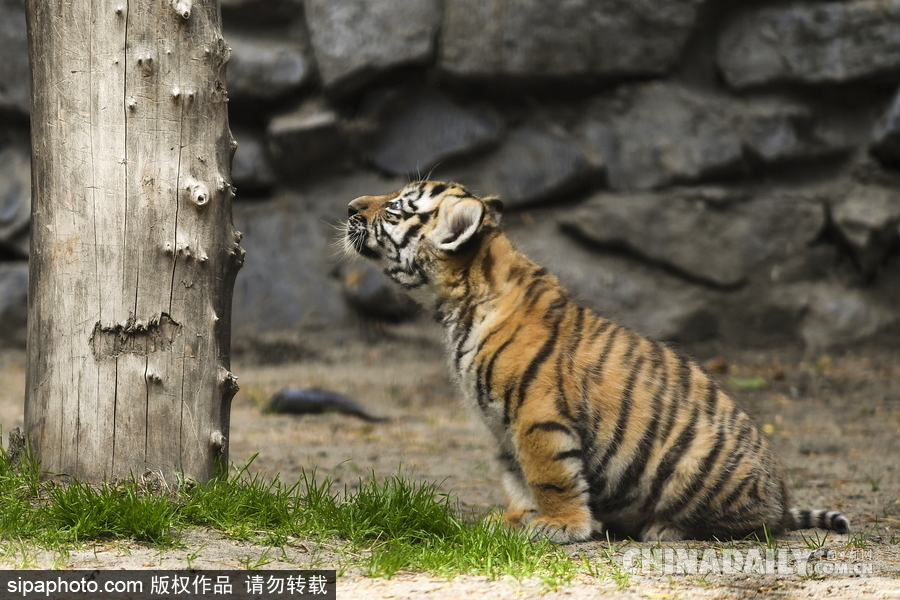 俄羅斯動(dòng)物園里的西伯利亞虎幼崽 小家伙虎頭虎腦超呆萌