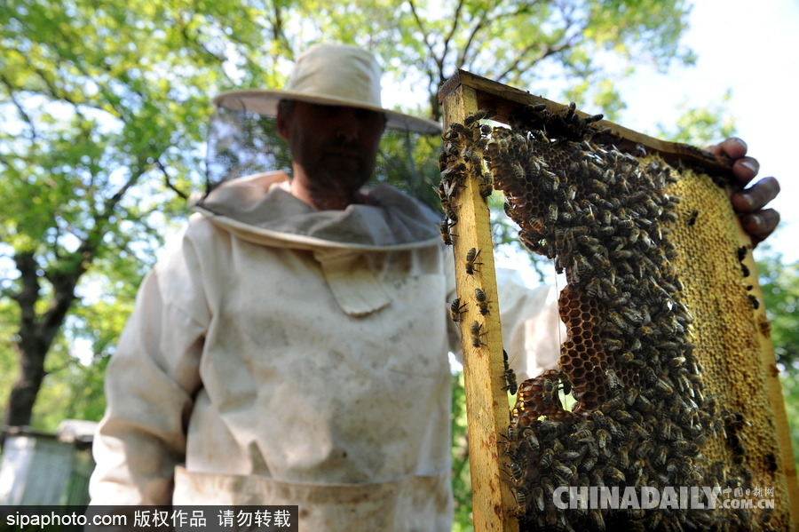 深山里的原生態(tài)蜂蜜 探訪白俄羅斯養(yǎng)蜂農(nóng)場