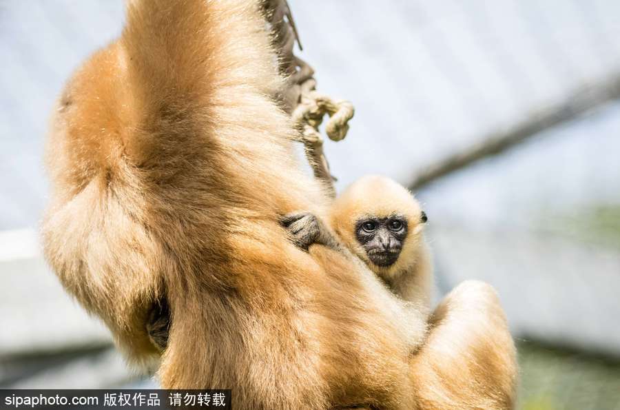 天生擺“黑臉” 里昂動(dòng)物園長(zhǎng)臂猿幼崽憨傻可愛