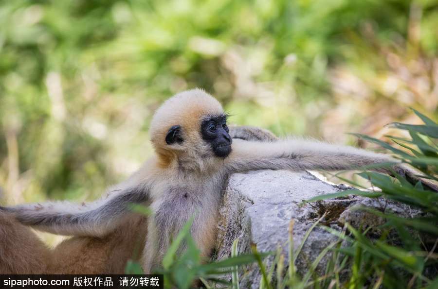 天生擺“黑臉” 里昂動(dòng)物園長(zhǎng)臂猿幼崽憨傻可愛