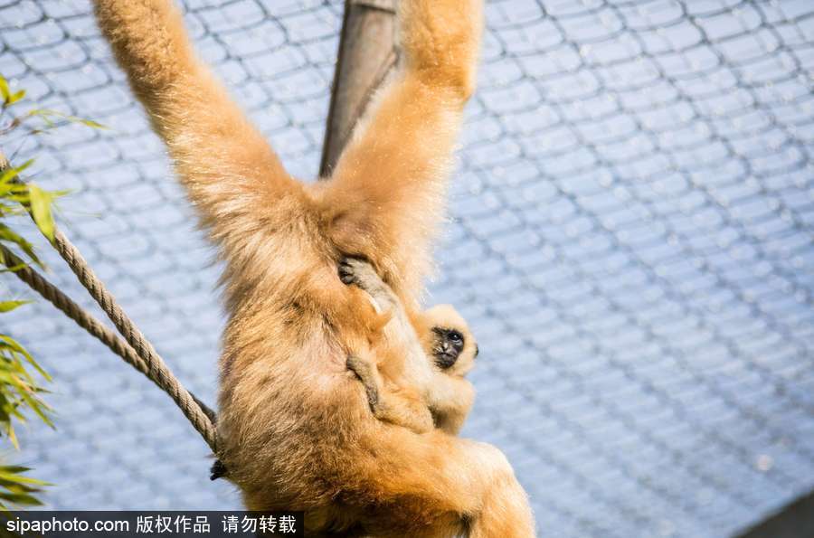 天生擺“黑臉” 里昂動物園長臂猿幼崽憨傻可愛