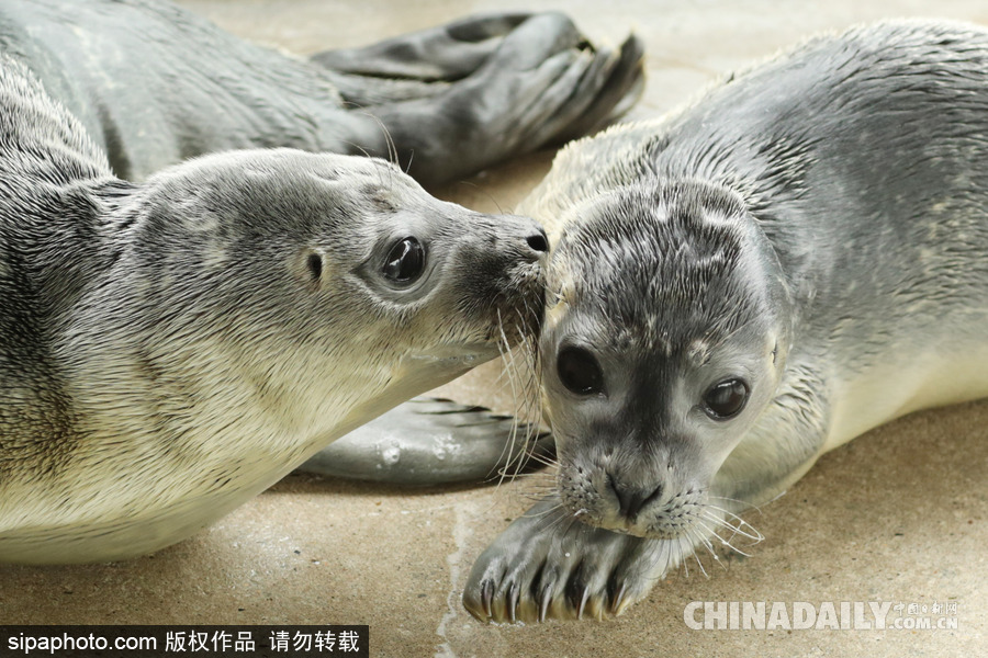 楚楚可憐小眼神 德國(guó)海豹“孤兒”將被放歸海洋