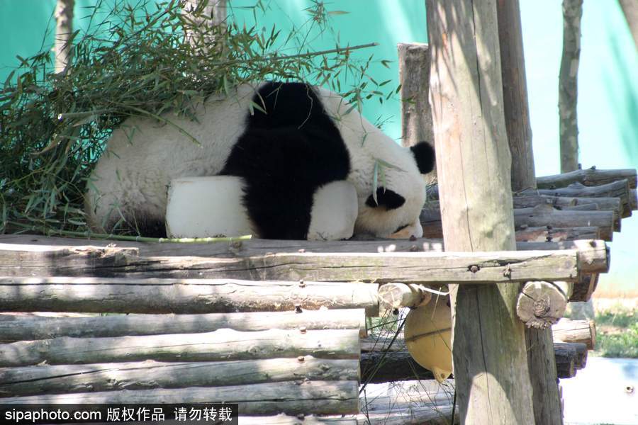 山東榮成：炎熱難耐 萌噠噠大熊貓抱著冰塊午休