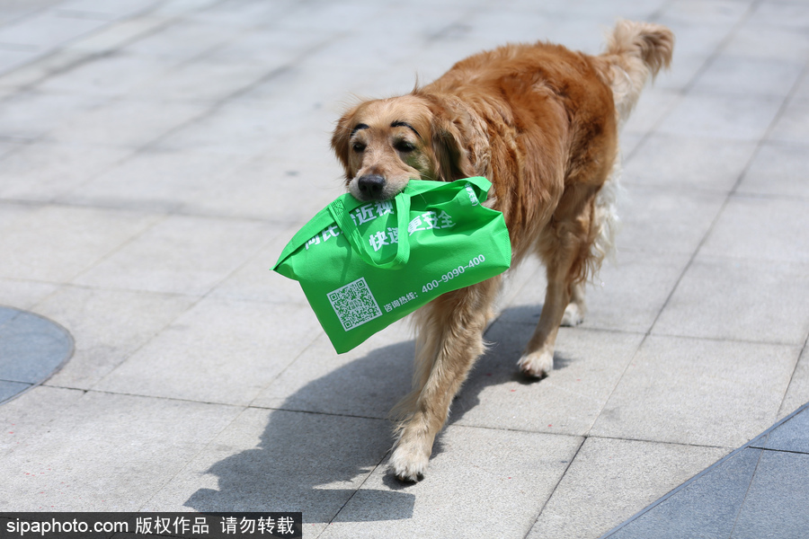 太拉風(fēng)！沈陽一金毛犬被紋眉 酷似蠟筆小新