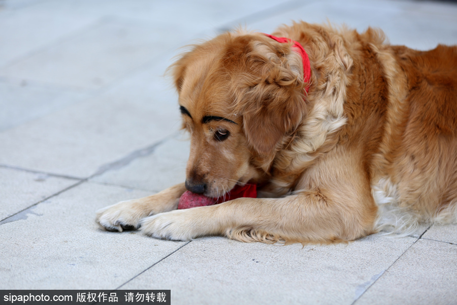 太拉風！沈陽一金毛犬被紋眉 酷似蠟筆小新