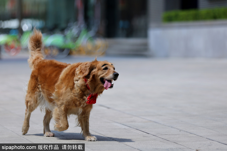 太拉風(fēng)！沈陽一金毛犬被紋眉 酷似蠟筆小新