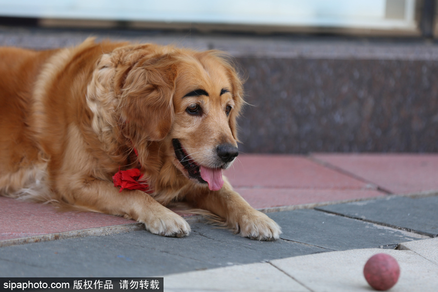 太拉風(fēng)！沈陽一金毛犬被紋眉 酷似蠟筆小新