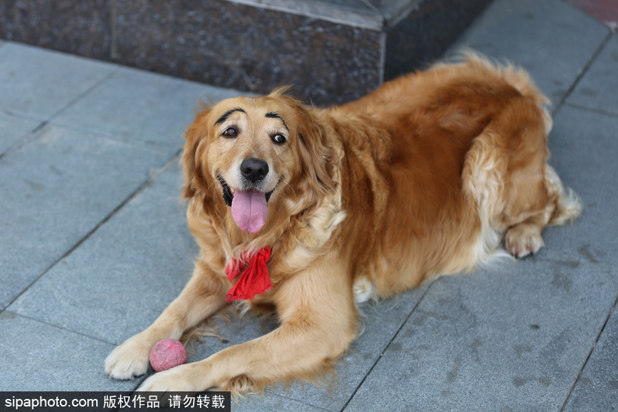 太拉風(fēng)！沈陽一金毛犬被紋眉 酷似蠟筆小新