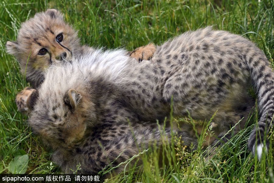 捷克動物園內小獵豹首次隨媽媽外出 軟萌可愛