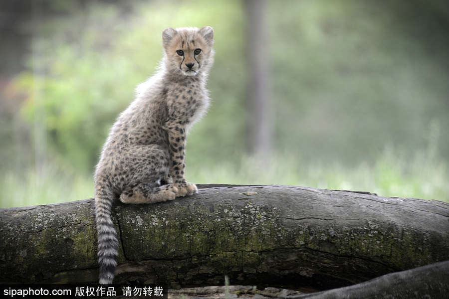 捷克動物園內小獵豹首次隨媽媽外出 軟萌可愛