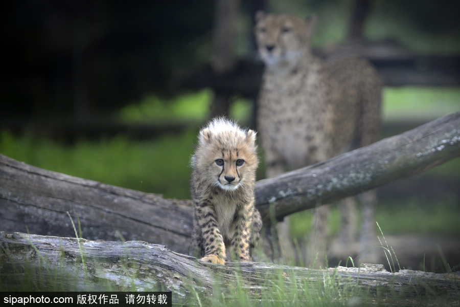 捷克動物園內(nèi)小獵豹首次隨媽媽外出 軟萌可愛