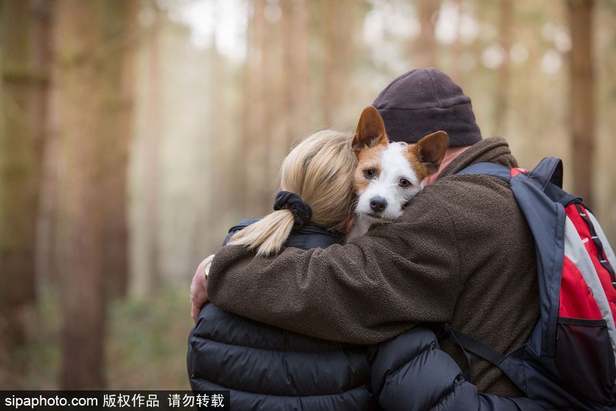 人類最好的朋友 英國(guó)年度狗狗攝影師獲獎(jiǎng)作品