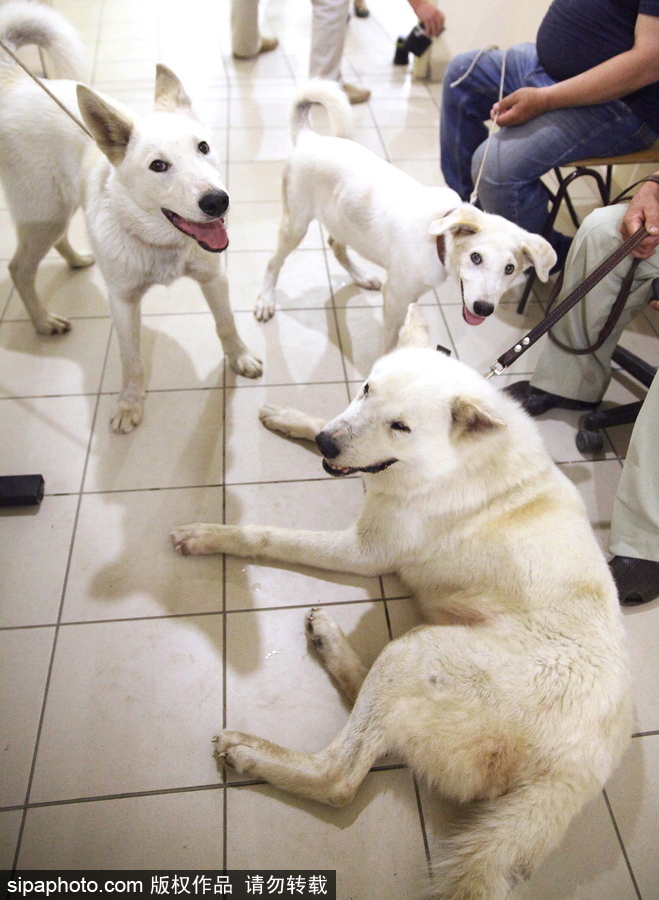 看看活潑可愛的克隆雅庫特萊卡犬 俄羅斯與韓國(guó)攜手培育打造