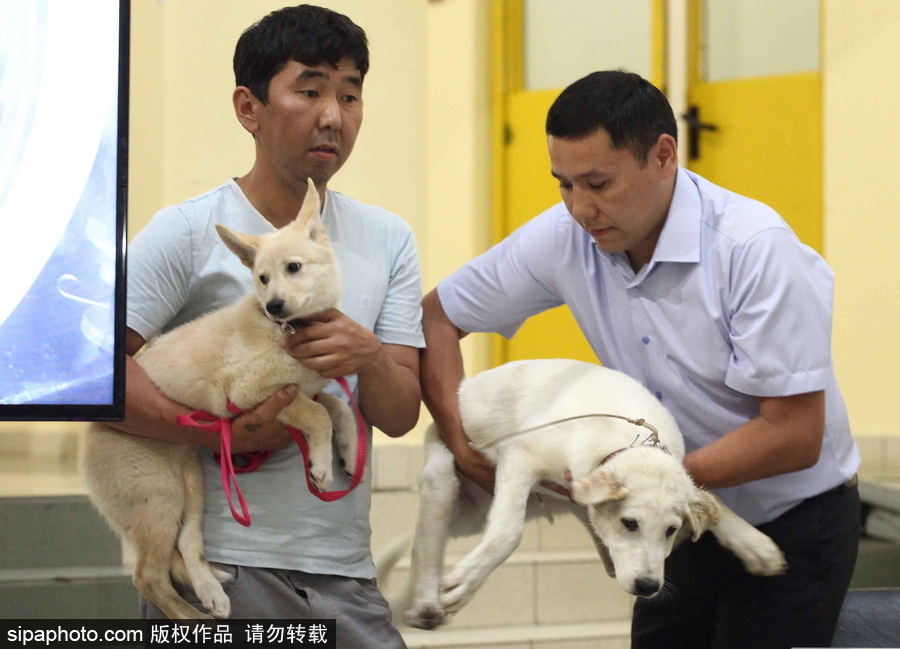 看看活潑可愛的克隆雅庫(kù)特萊卡犬 俄羅斯與韓國(guó)攜手培育打造