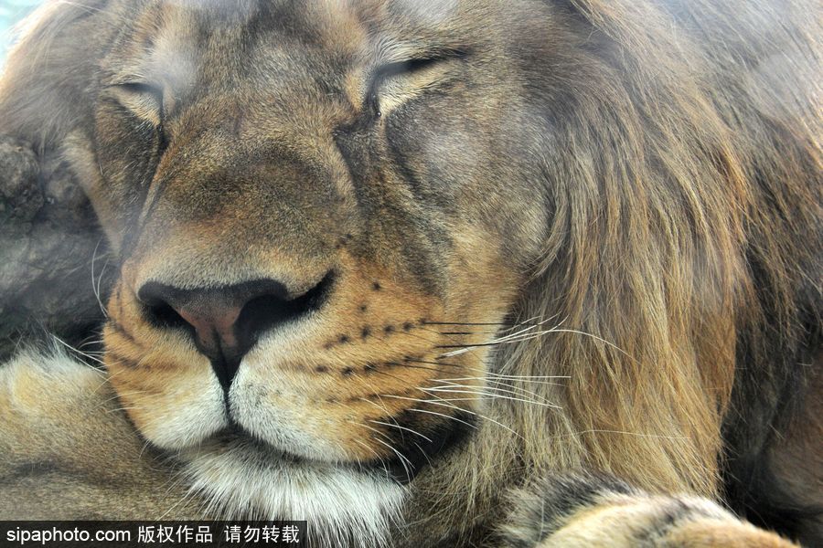 大家伙的軟萌時刻 捷克動物園里的獅子