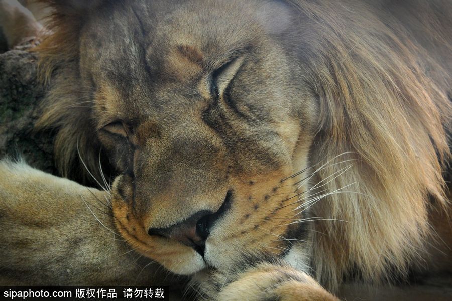 大家伙的軟萌時刻 捷克動物園里的獅子