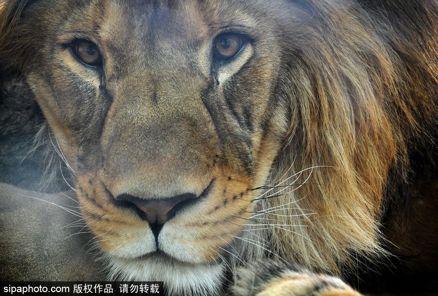 大家伙的軟萌時刻 捷克動物園里的獅子