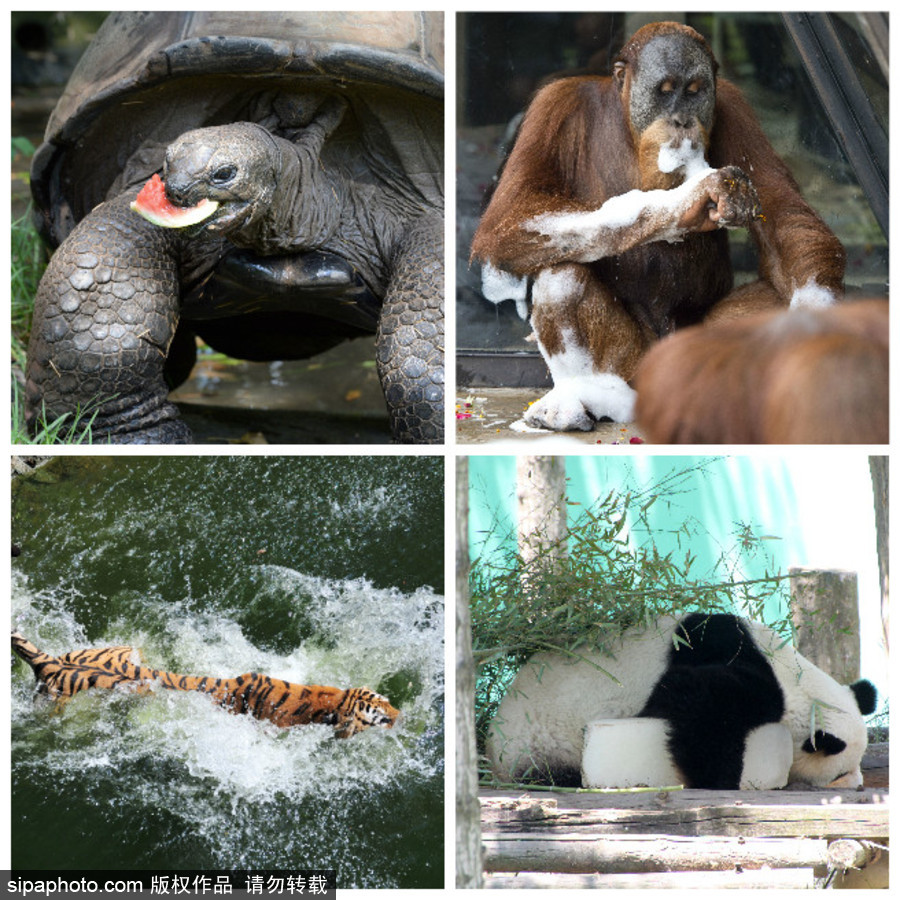 動物也瘋狂！炎炎夏日動物解暑降溫也賣萌