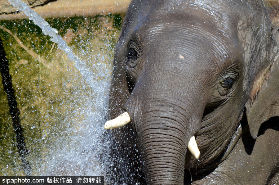 動物也瘋狂！炎炎夏日動物解暑降溫也賣萌