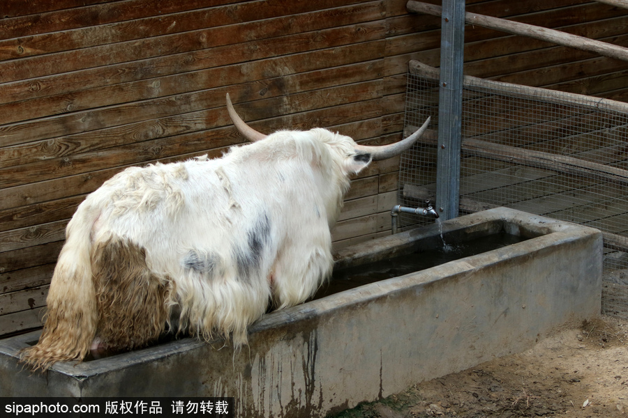 動物也瘋狂！炎炎夏日動物解暑降溫也賣萌