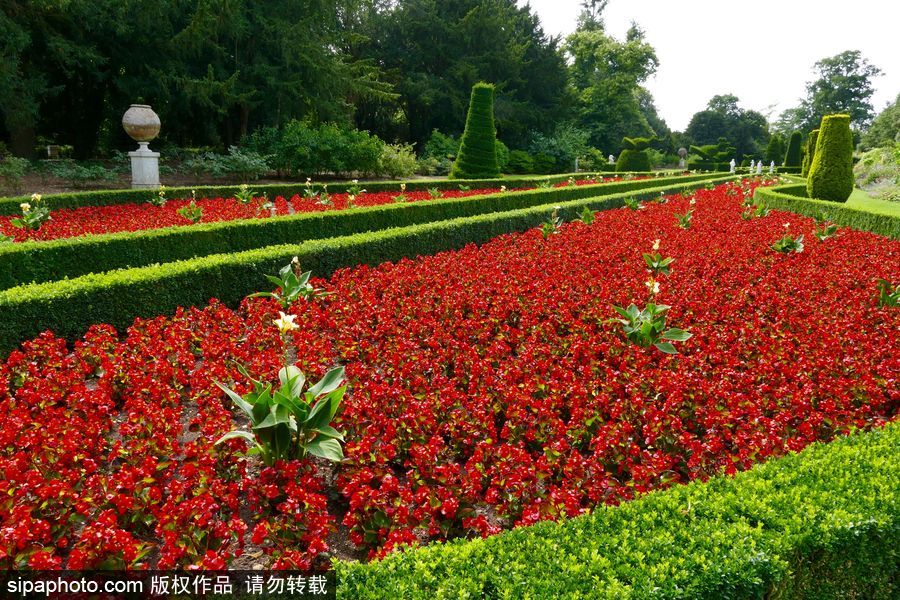 永不凋謝的鮮花 英國克萊夫登莊園內(nèi)現(xiàn)蠟質(zhì)秋海棠