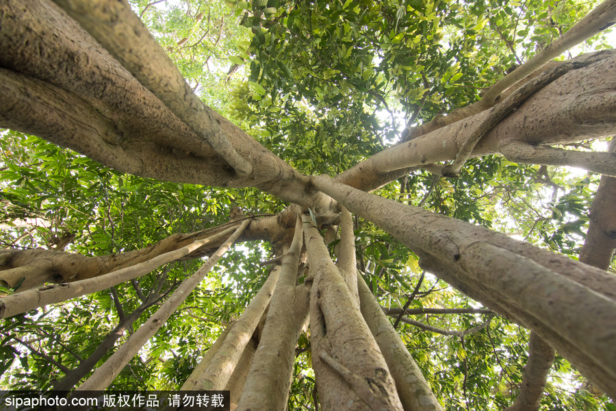 孟加拉500歲“樹怪”根部似森林 現(xiàn)獨木成林景觀