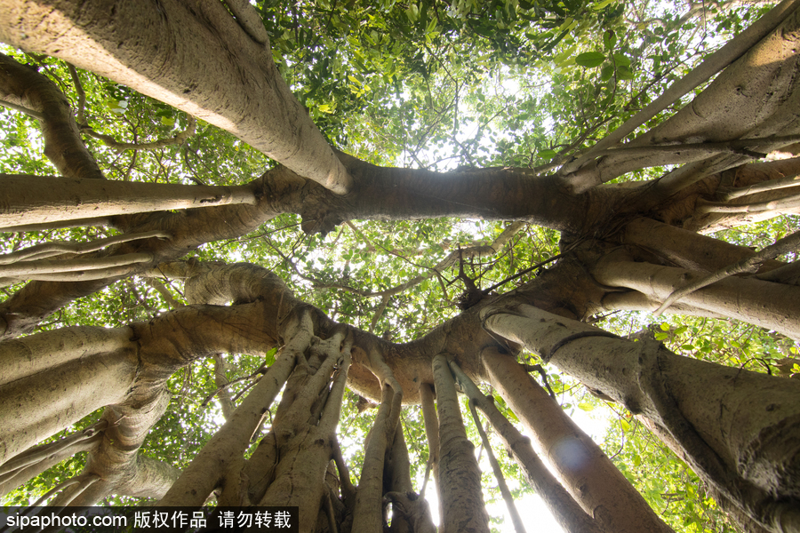 孟加拉500歲“樹怪”根部似森林 現(xiàn)獨木成林景觀