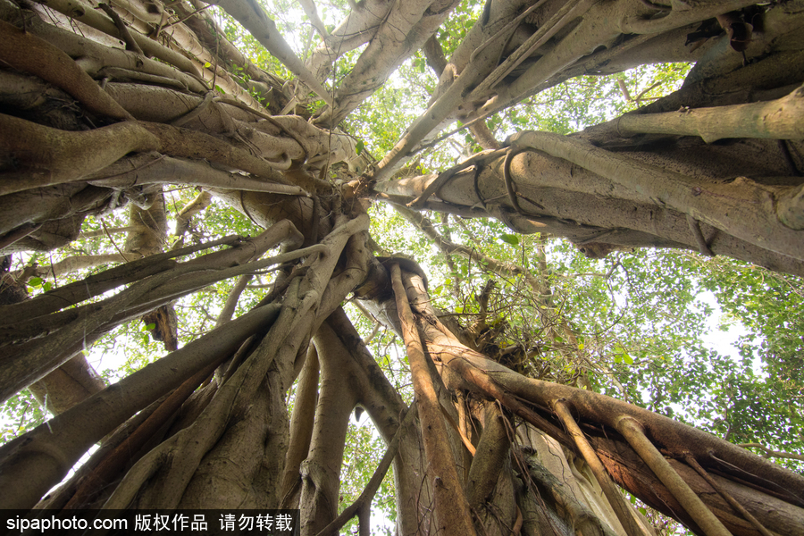 孟加拉500歲“樹怪”根部似森林 現(xiàn)獨木成林景觀