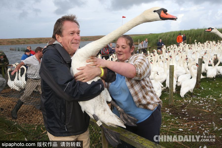 英國：白天鵝大“派對” 匯聚飼養(yǎng)場場面十分壯觀