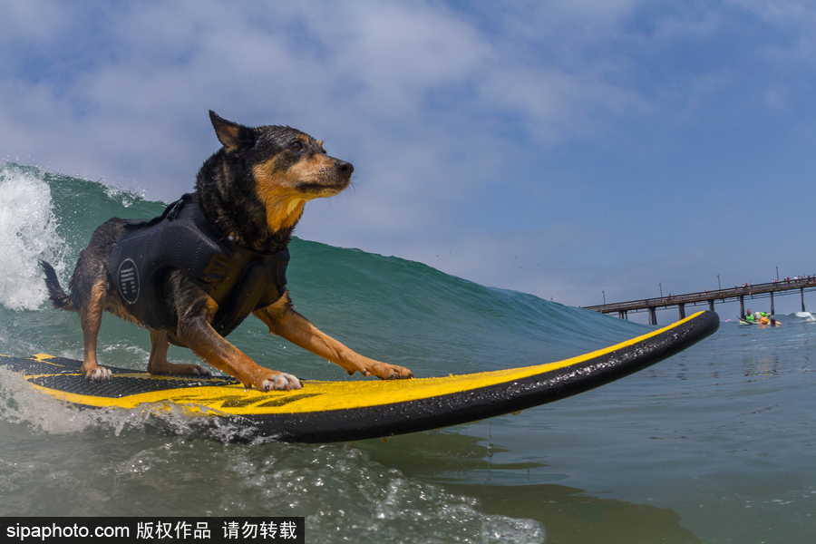 狗狗也沖浪！實拍美國加州小狗沖浪瞬間 妙趣橫生萌態(tài)十足