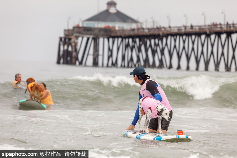 狗狗也沖浪！實(shí)拍美國(guó)加州小狗沖浪瞬間 妙趣橫生萌態(tài)十足