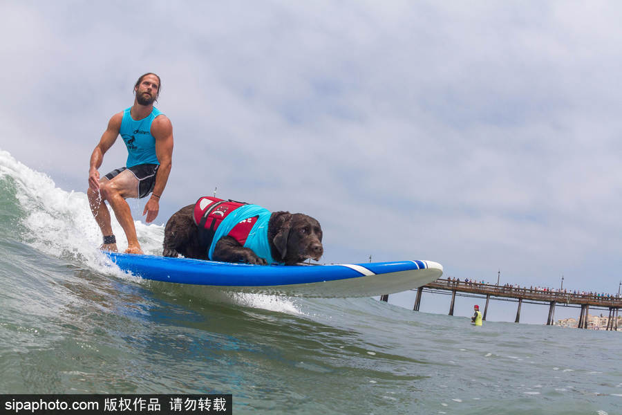 狗狗也沖浪！實拍美國加州小狗沖浪瞬間 妙趣橫生萌態(tài)十足