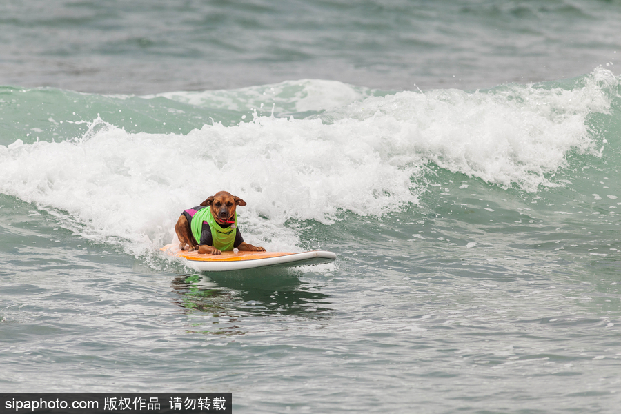 狗狗也沖浪！實拍美國加州小狗沖浪瞬間 妙趣橫生萌態(tài)十足